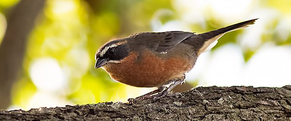 Black-and-rufous Warbling-Finch