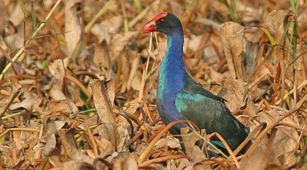 Black-backed Swamphen (Porphyrio indicus)