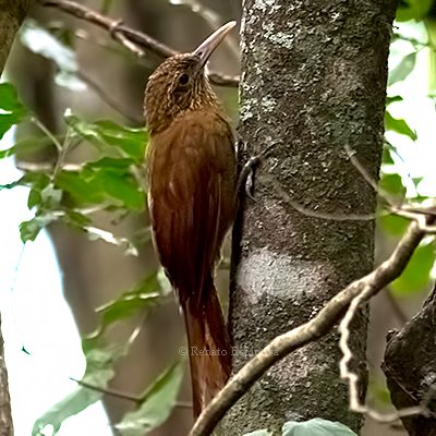 Black-banded Woodcreeper-2