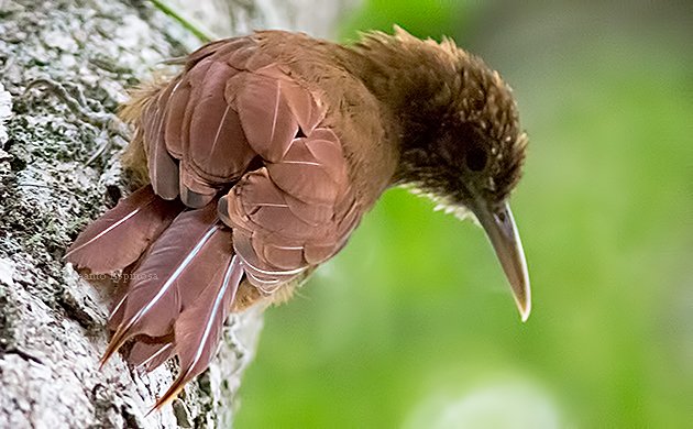 Black-banded Woodcreeper