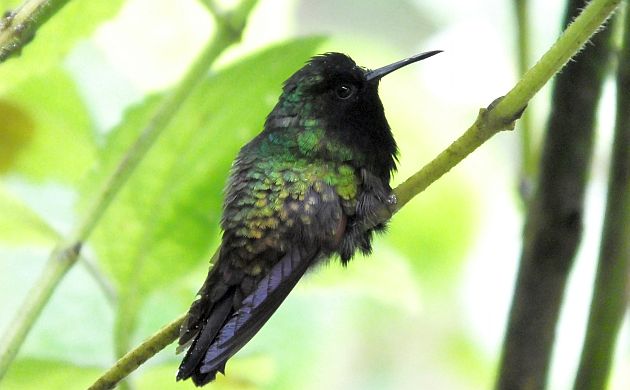 Black-bellied Hummingbird