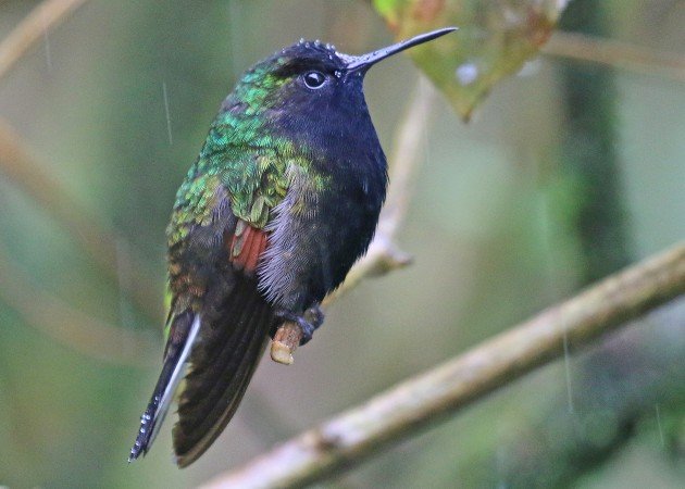 Black-bellied Hummingbird