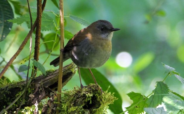 Black billed Nightingale Thrush