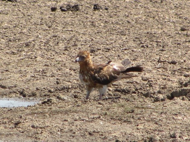 Black-breasted Buzzard (2)