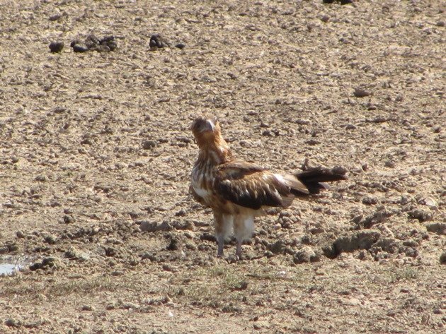 Black-breasted Buzzard (3)