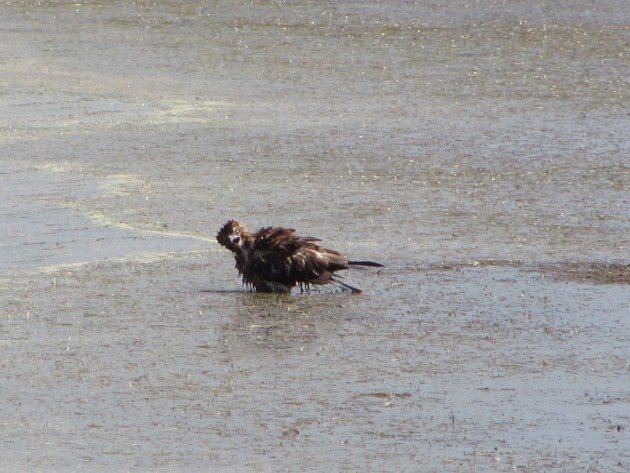 Black-breasted Buzzard bathing (2)