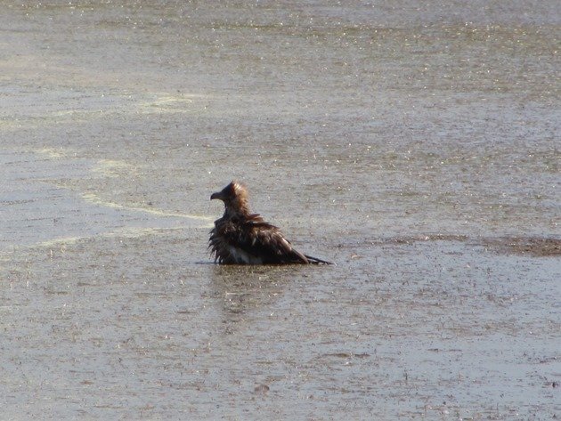 Black-breasted Buzzard bathing (3)