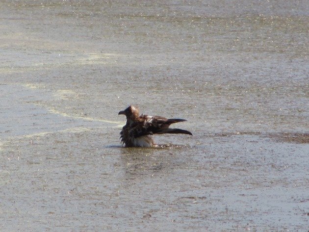 Black-breasted Buzzard bathing (4)