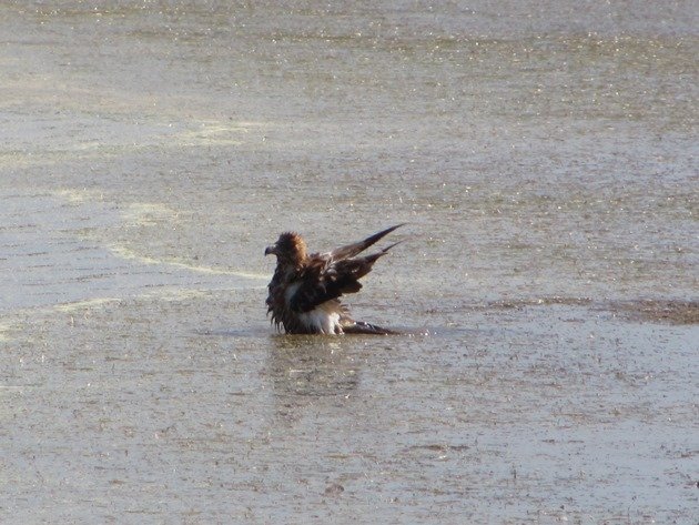 Black-breasted Buzzard bathing (5)