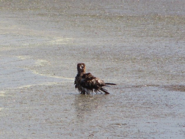 Black-breasted Buzzard bathing (6)