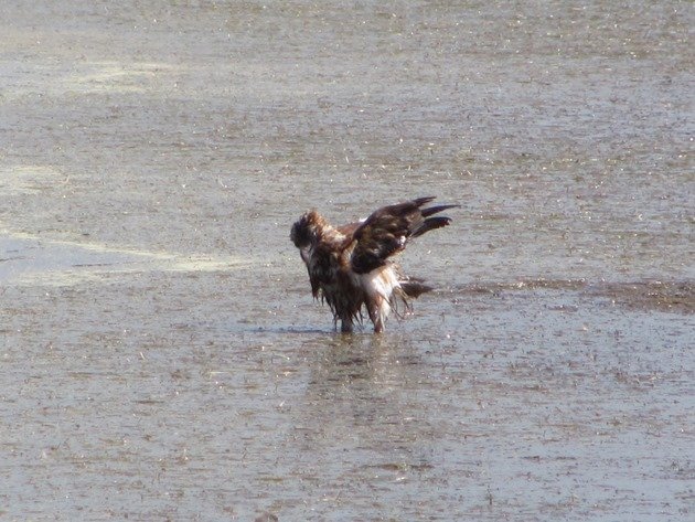 Black-breasted Buzzard bathing (7)