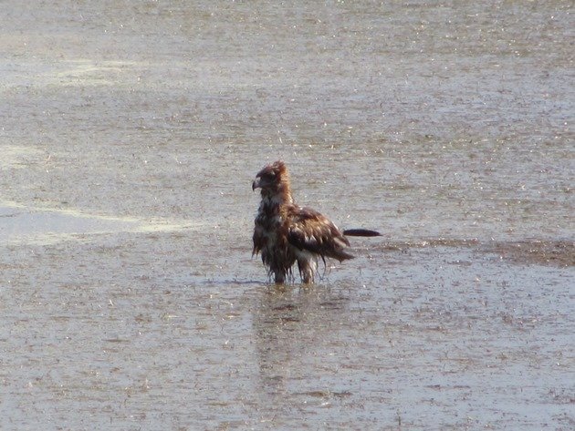 Black-breasted Buzzard bathing (8)