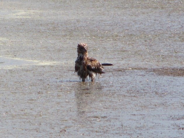 Black-breasted Buzzard bathing (9)