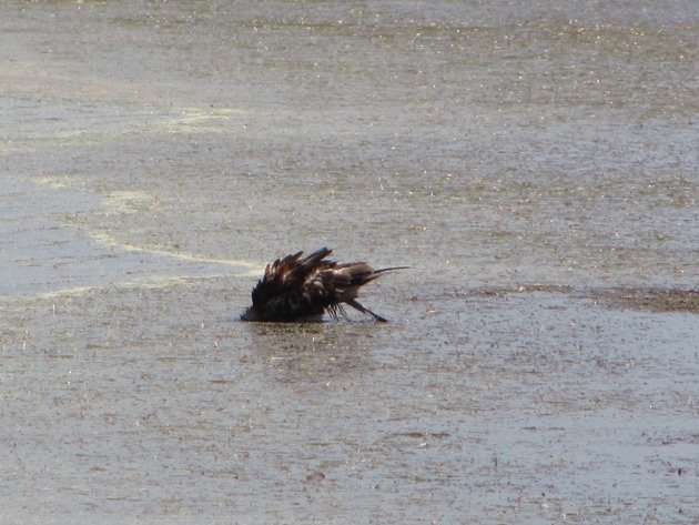 Black-breasted Buzzard bathing