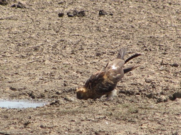 Black-breasted Buzzard drinking