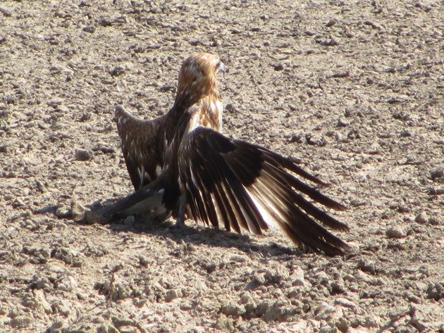 Black-breasted Buzzard sunbathing (2)