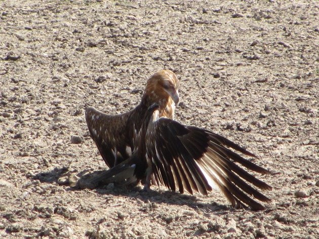 Black-breasted Buzzard sunbathing