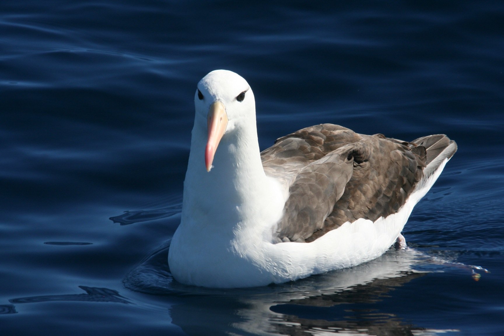 Black-browed Albatross