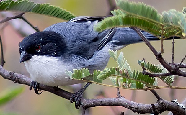 Black-capped Warbling-Finch