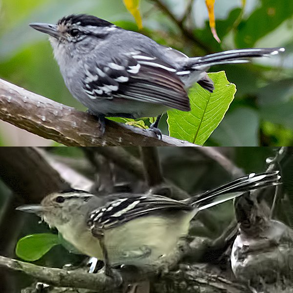 Black-capped Antwren Male-and-Female