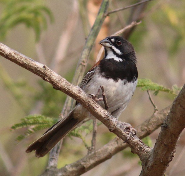 Black-chested Sparrow