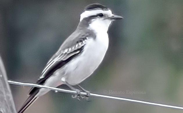 Black-crowned Monjita