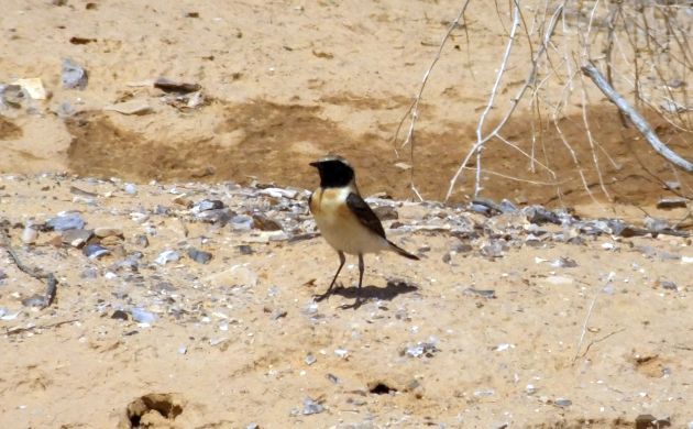 Black-eared Wheatear