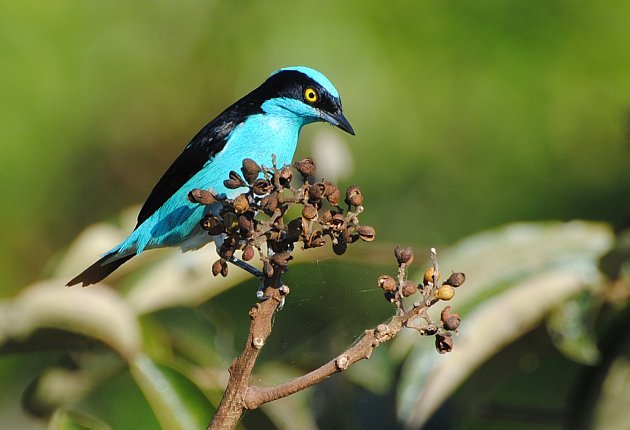 Black-faced Dacnis