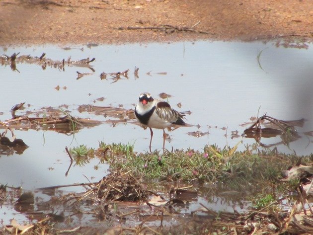 Black-fronted Dotterel (2)