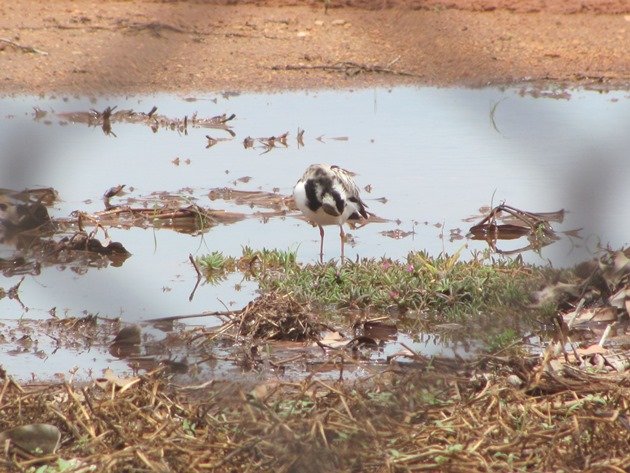 Black-fronted Dotterel (3)