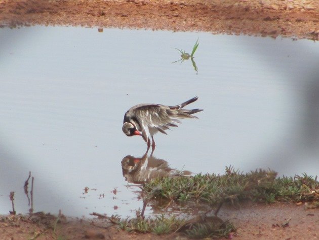 Black-fronted Dotterel (4)