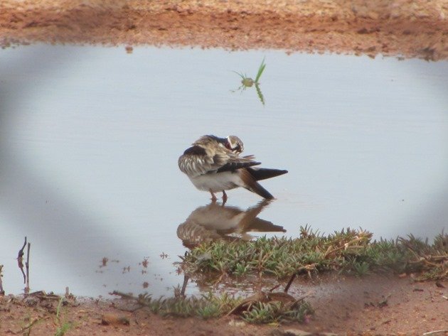 Black-fronted Dotterel (5)