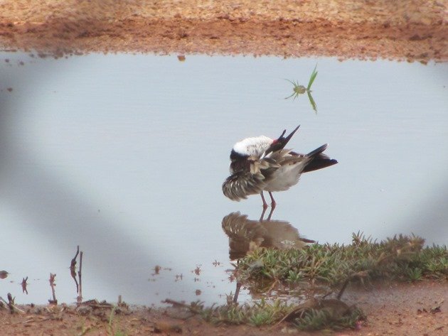 Black-fronted Dotterel (6)