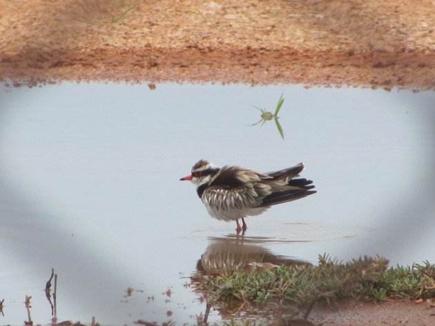 Black-fronted Dotterel (7)