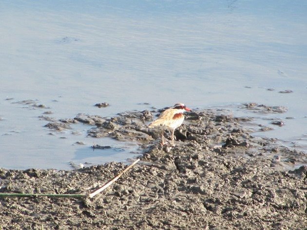 Black-fronted Dotterel