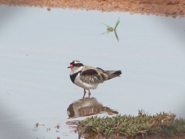 Black-fronted Dotterel