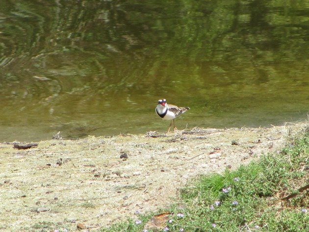 Black-fronted Dotterel