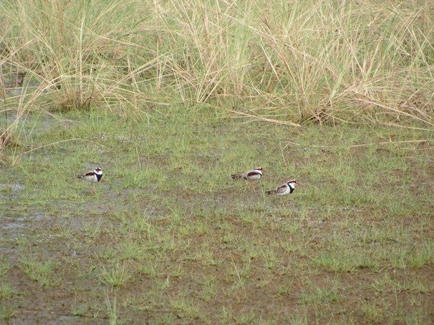 Black-fronted Dotterel