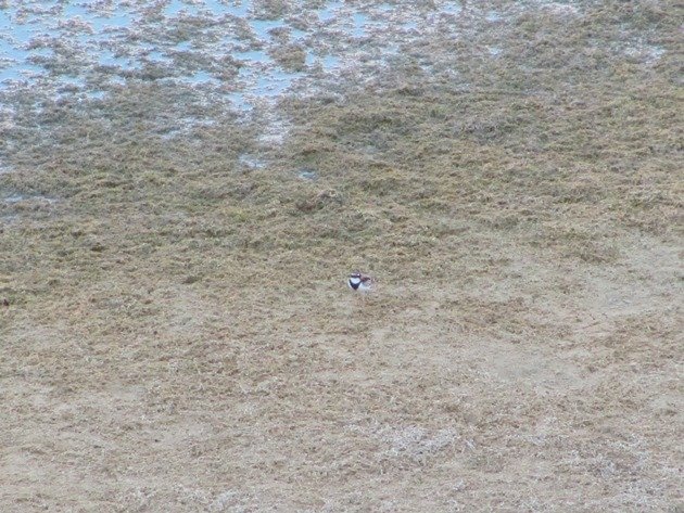 Black-fronted Dotterel