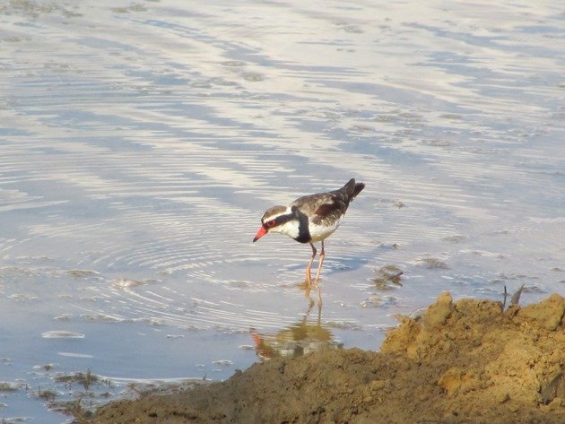 Black-fronted Dotterel