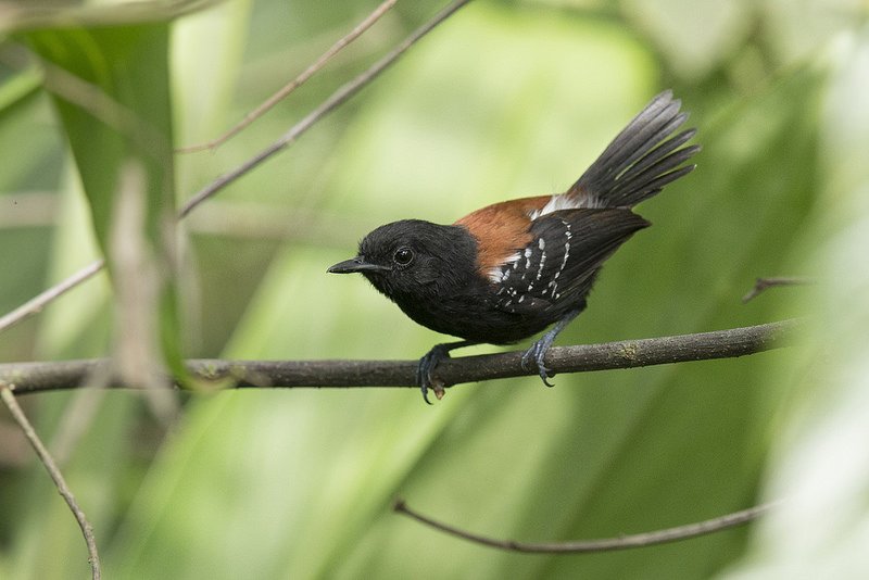 Black-hooded AntwrenB