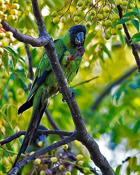 Black-hooded Parakeet