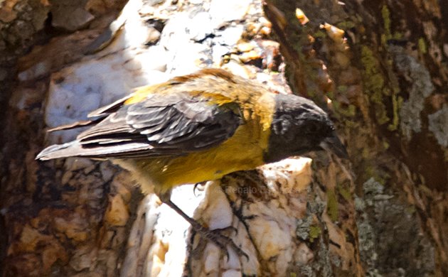 Black-hooded Sierra-Finch