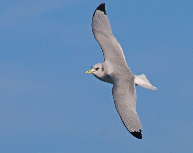 Black-legged Kittiwake