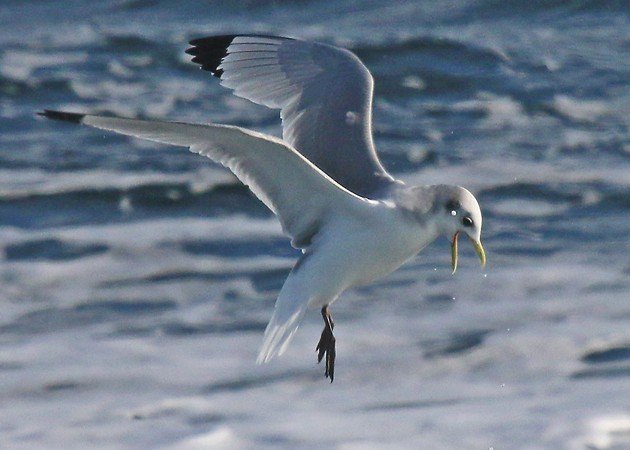 Black-legged Kittiwake