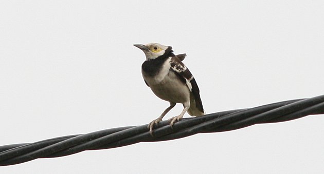 Black-necked Starling
