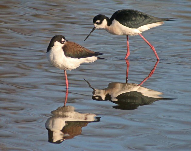 Black-necked Stilt