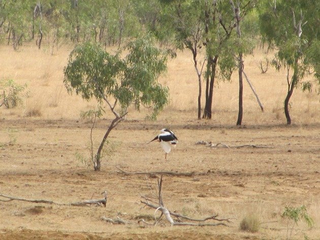 Black-necked Stork scratching!