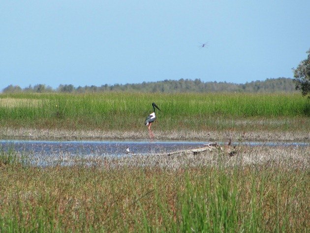 Black-necked Stork