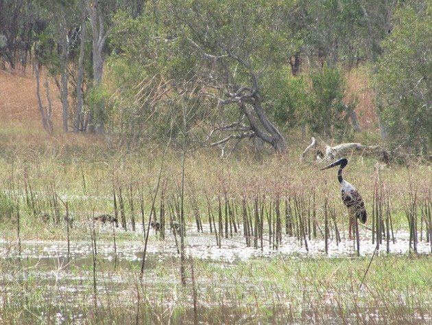 Black-necked Stork